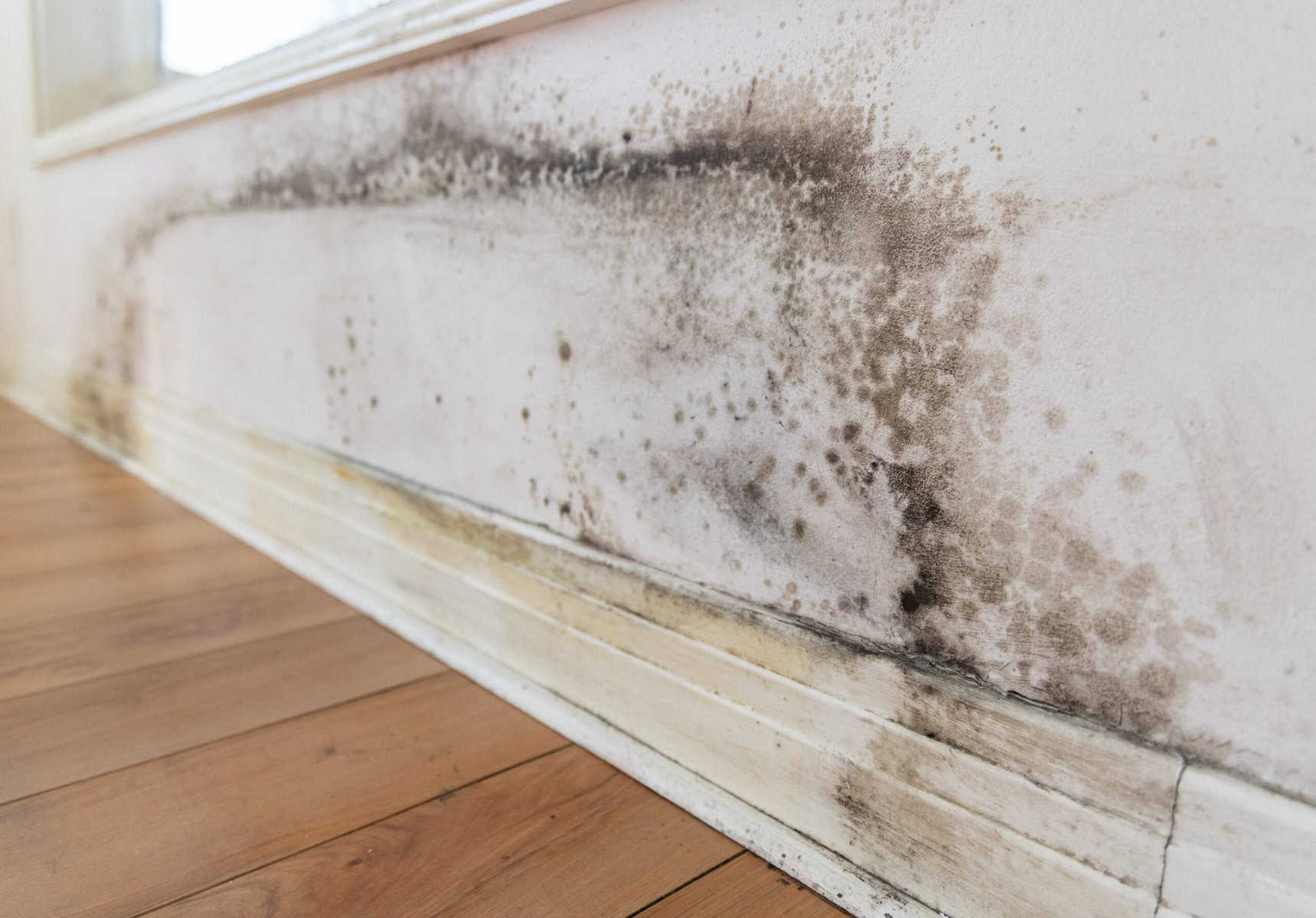 Bolor preto: mito tóxico ou verdadeiro perigo para a saúde?, o bolor vai parar de crescer em casa se fizer estas três coisas!
